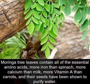 10 Powerful Health Benefits Of Moringa