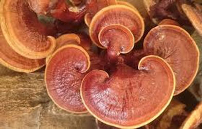 What are the Benefits of Red Reishi Mushrooms?