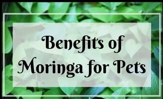 Moringa for Pets: The Natural Superfood That Supports Health, Immunity, and Longevity - Moringa Life