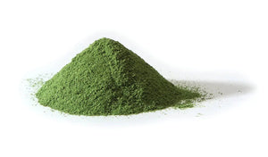 Moringa Oleifera Kills Up to 93% of Lung Cancer Cells: New Research Reveals Powerful Anti-Cancer Potential