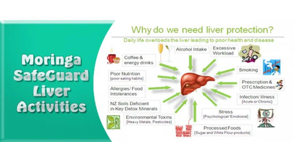 How Moringa Supports Liver Function Naturally: 5 Proven Benefits - Moringa Life