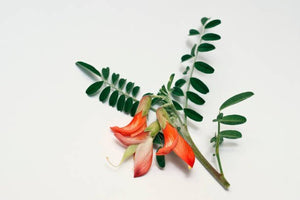 Moringa with Cancer Bush: A Potent Duo for Natural Healing and Vitality