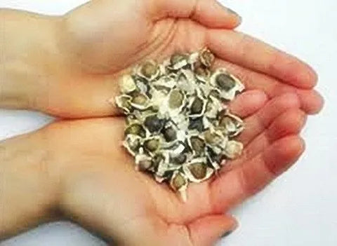 Moringa Seed