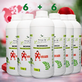 Moringa Concentrate Extract for Immune Support – HIV & AIDS Wellness