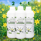 Moringa Concentrate with African Potato – Immune & Inflammation Support (Liquid Extract)