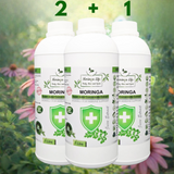 Moringa Concentrate Extract for Immune Support with added Echinacea