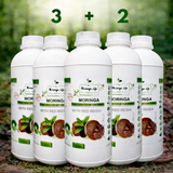 Moringa Concentrate with Red Reishi – Ultimate Wellness Elixir