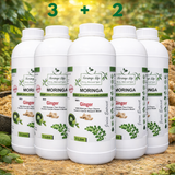 Moringa + Ginger Concentrate – Digestive & Anti-Inflammatory Support