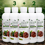 Moringa Concentrate with Red Reishi – Ultimate Wellness Elixir