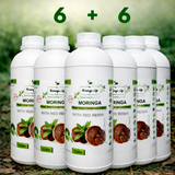 Moringa Concentrate with Red Reishi – Ultimate Wellness Elixir