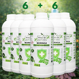 Moringa Concentrate Extract for Immune Support with added Echinacea