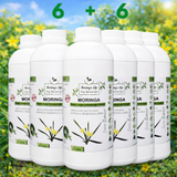 Moringa Concentrate with African Potato – Immune & Inflammation Support (Liquid Extract)