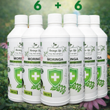 Moringa Concentrate Extract for Immune Support with added Echinacea