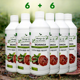 Moringa Concentrate with Red Reishi – Ultimate Wellness Elixir
