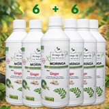 Moringa + Ginger Concentrate – Digestive & Anti-Inflammatory Support