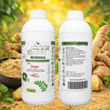 Moringa + Ginger Concentrate – Digestive & Anti-Inflammatory Support