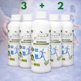 Moringa Concentrate Extract for Joint Wellness Support – with Devil's Claw