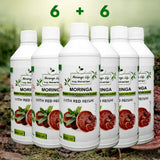 Moringa Concentrate with Red Reishi – Ultimate Wellness Elixir