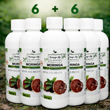 Moringa Concentrate with Red Reishi – Ultimate Wellness Elixir