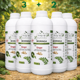 Moringa + Ginger Concentrate – Digestive & Anti-Inflammatory Support - Moringa Life