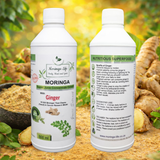 Moringa + Ginger Concentrate – Digestive & Anti-Inflammatory Support - Moringa Life